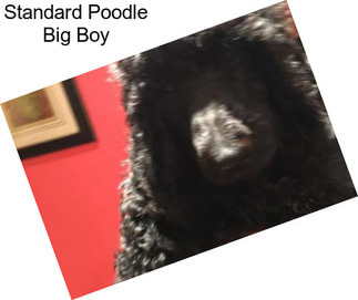 Standard Poodle Big Boy