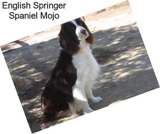 English Springer Spaniel Mojo