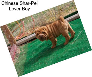 Chinese Shar-Pei Lover Boy