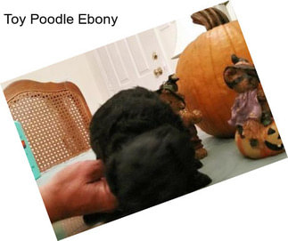 Toy Poodle Ebony