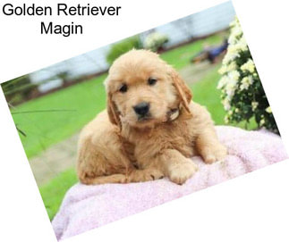 Golden Retriever Magin