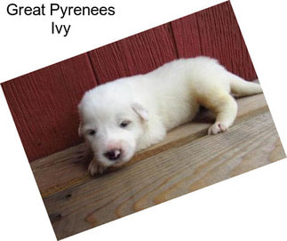 Great Pyrenees Ivy