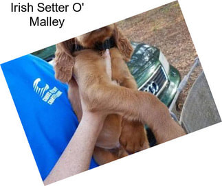 Irish Setter O\' Malley