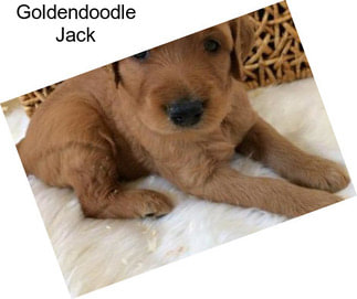 Goldendoodle Jack