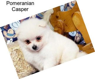 Pomeranian Casper