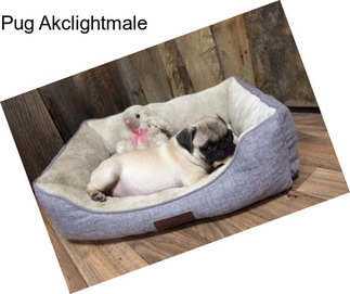 Pug Akclightmale