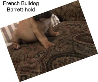 French Bulldog Barrett-hold