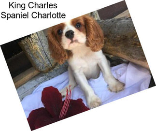 King Charles Spaniel Charlotte