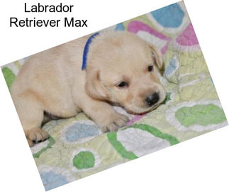 Labrador Retriever Max