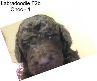 Labradoodle F2b Choc - 1