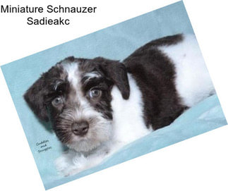 Miniature Schnauzer Sadieakc