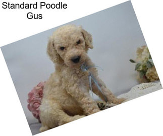 Standard Poodle Gus