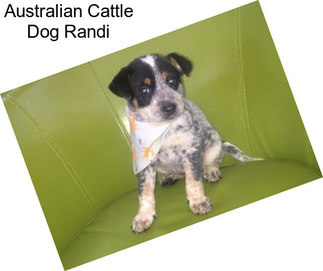 Australian Cattle Dog Randi