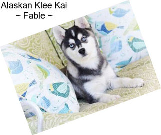 Alaskan Klee Kai ~ Fable ~