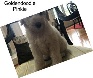 Goldendoodle Pinkie