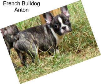 French Bulldog Anton