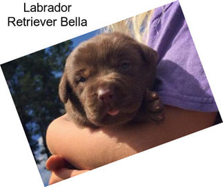 Labrador Retriever Bella