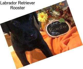 Labrador Retriever Rooster