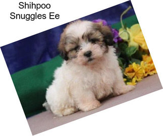 Shihpoo Snuggles Ee