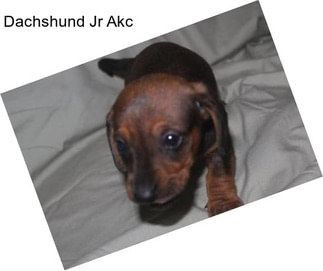 Dachshund Jr Akc