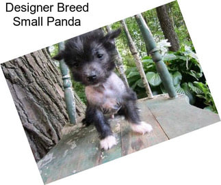 Designer Breed Small Panda