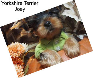 Yorkshire Terrier Joey