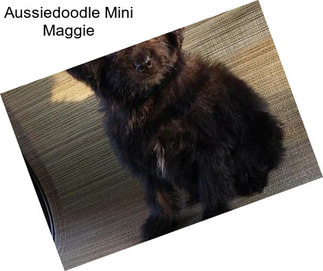 Aussiedoodle Mini Maggie