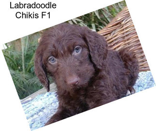 Labradoodle Chikis F1