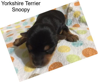 Yorkshire Terrier Snoopy