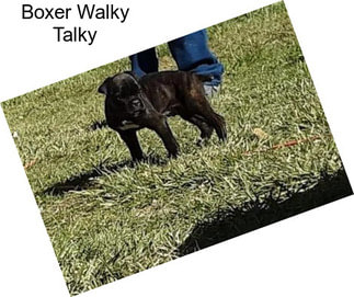Boxer Walky Talky
