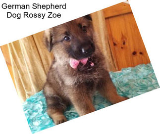 German Shepherd Dog Rossy Zoe