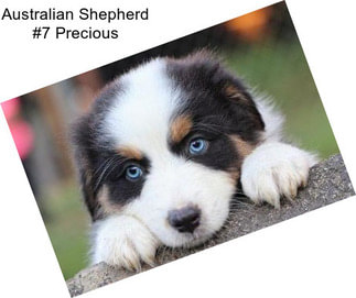 Australian Shepherd #7 Precious