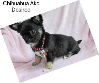 Chihuahua Akc Desiree