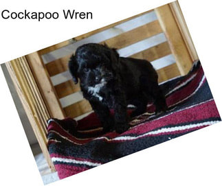 Cockapoo Wren