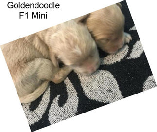 Goldendoodle F1 Mini