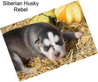 Siberian Husky Rebel