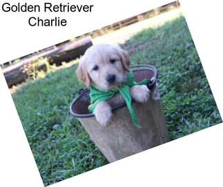 Golden Retriever Charlie