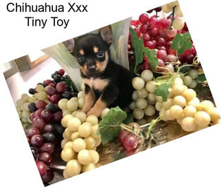 Chihuahua Xxx Tiny Toy