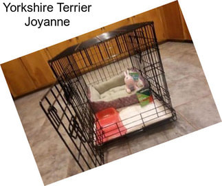 Yorkshire Terrier Joyanne