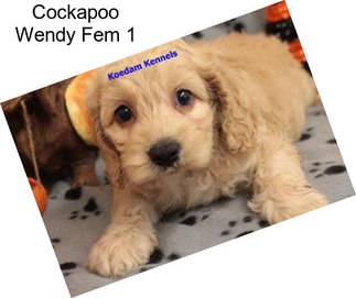 Cockapoo Wendy Fem 1