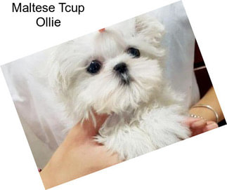 Maltese Tcup Ollie