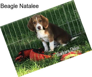 Beagle Natalee