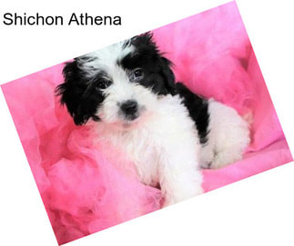 Shichon Athena