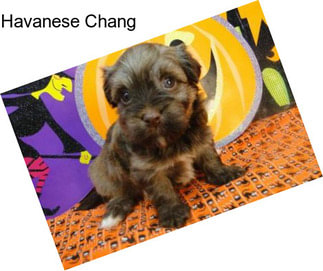 Havanese Chang