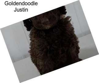 Goldendoodle Justin