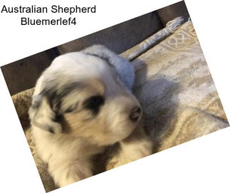 Australian Shepherd Bluemerlef4