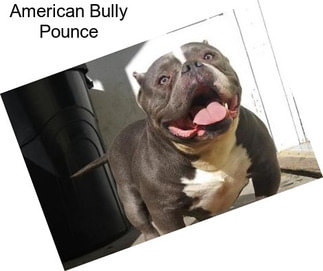 American Bully Pounce