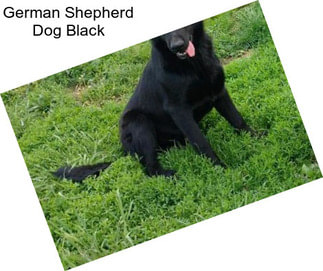 German Shepherd Dog Black