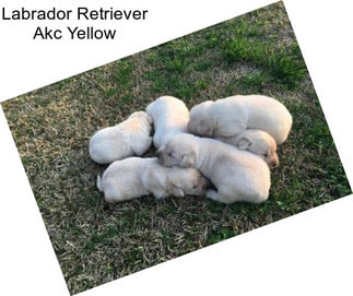 Labrador Retriever Akc Yellow