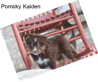 Pomsky Kaiden